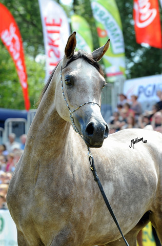 The 2011 Polish National Championships & Pride of Poland Sale