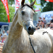 The 2011 Polish National Championships & Pride of Poland Sale