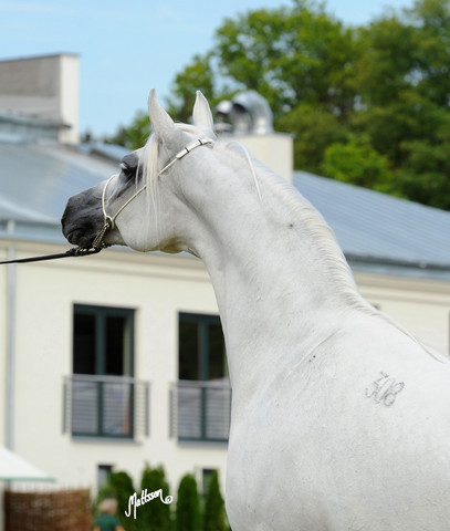 The 2011 Polish National Championships & Pride of Poland Sale