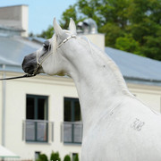 The 2011 Polish National Championships & Pride of Poland Sale