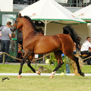 The 2011 Polish National Championships & Pride of Poland Sale