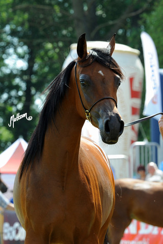 The 2011 Polish National Championships & Pride of Poland Sale