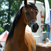 The 2011 Polish National Championships & Pride of Poland Sale