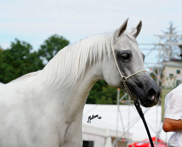 The 2011 Polish National Championships & Pride of Poland Sale