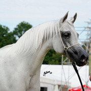 The 2011 Polish National Championships & Pride of Poland Sale