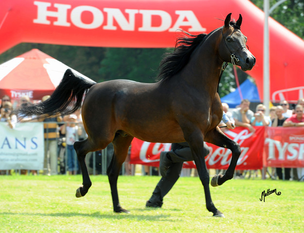 The 2011 Polish National Championships & Pride of Poland Sale
