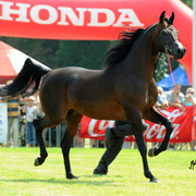 The 2011 Polish National Championships & Pride of Poland Sale