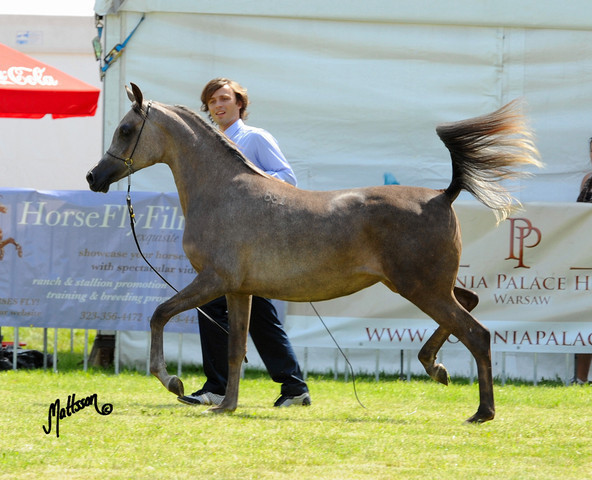 The 2011 Polish National Championships & Pride of Poland Sale
