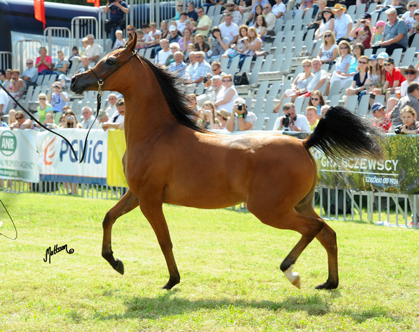 The 2011 Polish National Championships & Pride of Poland Sale