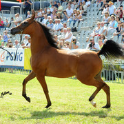 The 2011 Polish National Championships & Pride of Poland Sale