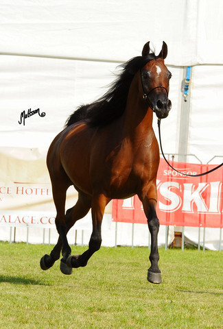 The 2011 Polish National Championships & Pride of Poland Sale