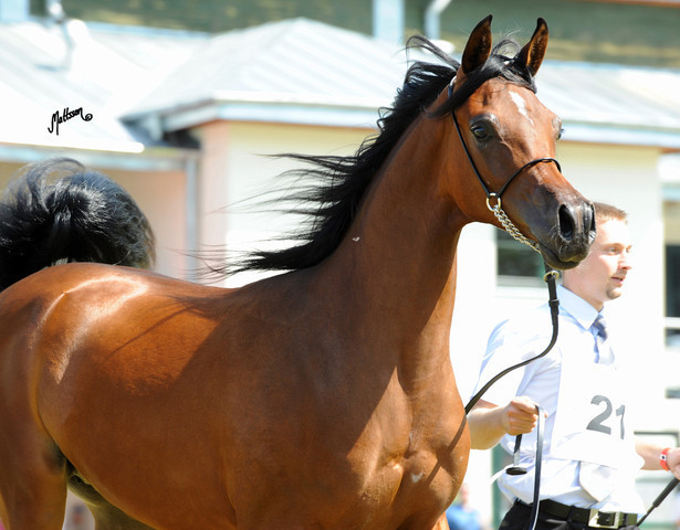 The 2011 Polish National Championships & Pride of Poland Sale