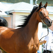 The 2011 Polish National Championships & Pride of Poland Sale