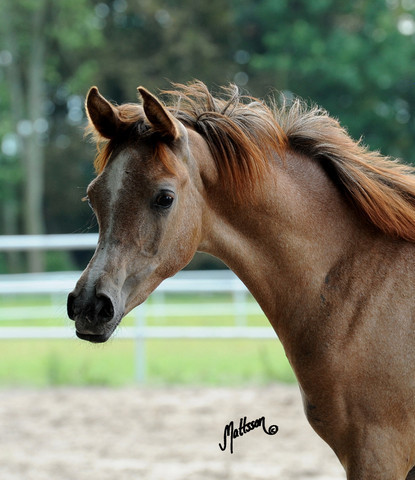 The 2011 Polish National Championships & Pride of Poland Sale