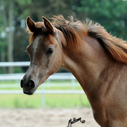 The 2011 Polish National Championships & Pride of Poland Sale