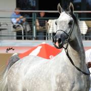 The 2011 Polish National Championships & Pride of Poland Sale