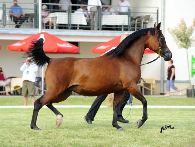 The 2011 Polish National Championships & Pride of Poland Sale