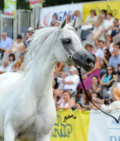The 2011 Polish National Championships & Pride of Poland Sale