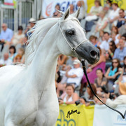 The 2011 Polish National Championships & Pride of Poland Sale