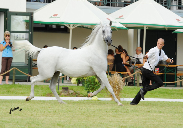 The 2011 Polish National Championships & Pride of Poland Sale