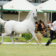The 2011 Polish National Championships & Pride of Poland Sale