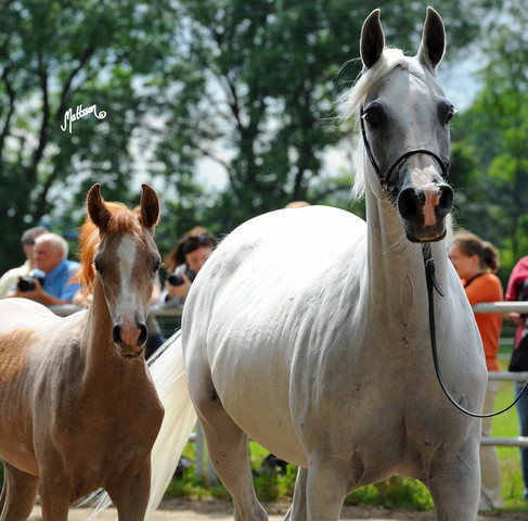 The 2011 Polish National Championships & Pride of Poland Sale