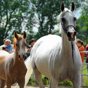 The 2011 Polish National Championships & Pride of Poland Sale