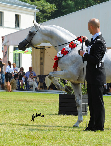 The 2011 Polish National Championships & Pride of Poland Sale