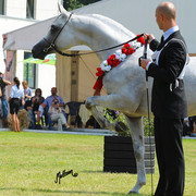 The 2011 Polish National Championships & Pride of Poland Sale