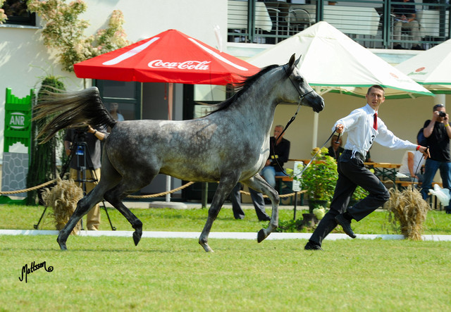 The 2011 Polish National Championships & Pride of Poland Sale