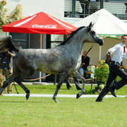 The 2011 Polish National Championships & Pride of Poland Sale