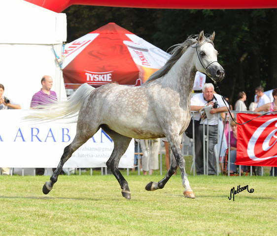 The 2011 Polish National Championships & Pride of Poland Sale