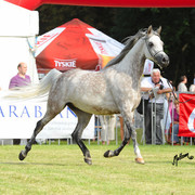 The 2011 Polish National Championships & Pride of Poland Sale