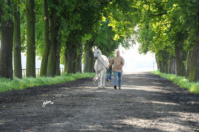 The 2011 Polish National Championships & Pride of Poland Sale