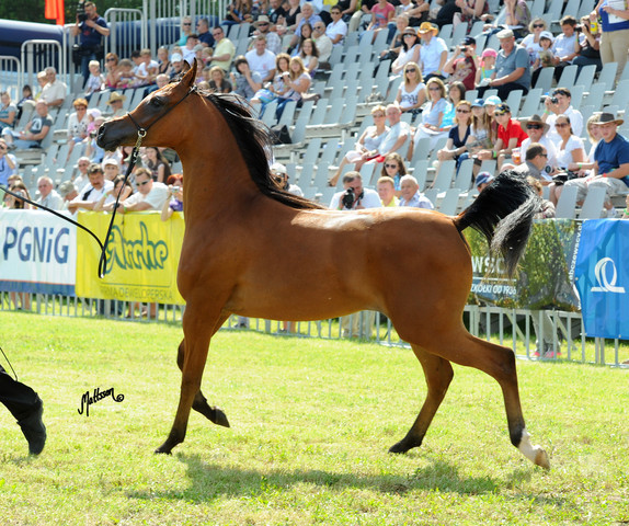 The 2011 Polish National Championships & Pride of Poland Sale