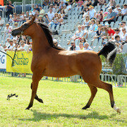 The 2011 Polish National Championships & Pride of Poland Sale