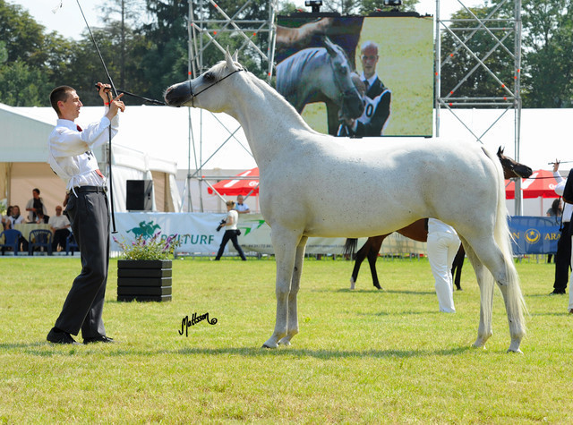 The 2011 Polish National Championships & Pride of Poland Sale