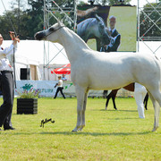 The 2011 Polish National Championships & Pride of Poland Sale