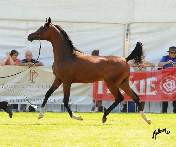 The 2011 Polish National Championships & Pride of Poland Sale