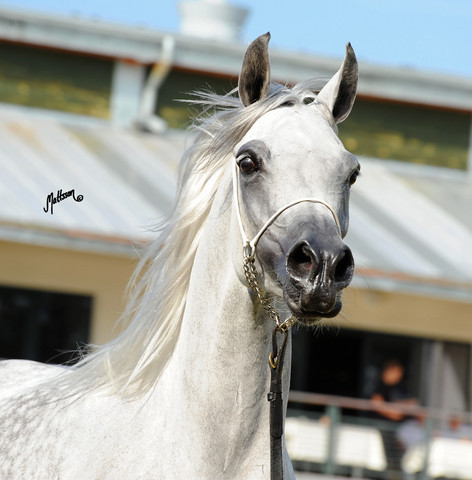 The 2011 Polish National Championships & Pride of Poland Sale