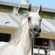 The 2011 Polish National Championships & Pride of Poland Sale