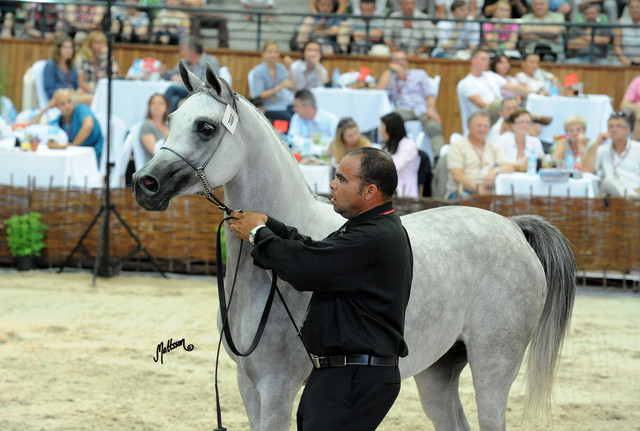 The 2011 Polish National Championships & Pride of Poland Sale