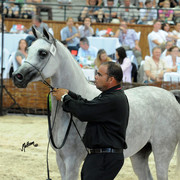 The 2011 Polish National Championships & Pride of Poland Sale