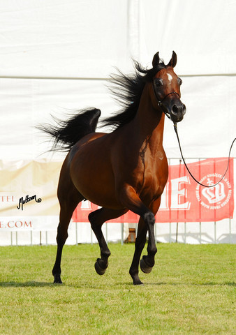 The 2011 Polish National Championships & Pride of Poland Sale