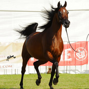 The 2011 Polish National Championships & Pride of Poland Sale