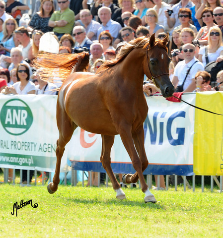The 2011 Polish National Championships & Pride of Poland Sale