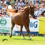 The 2011 Polish National Championships & Pride of Poland Sale