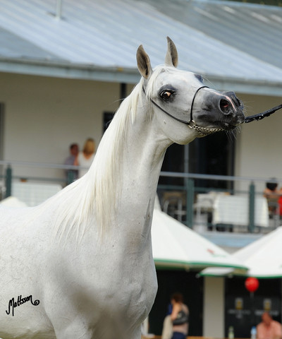 The 2011 Polish National Championships & Pride of Poland Sale