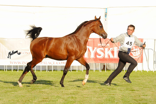 The 2011 Polish National Championships & Pride of Poland Sale