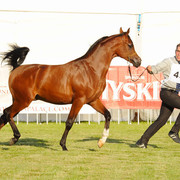The 2011 Polish National Championships & Pride of Poland Sale